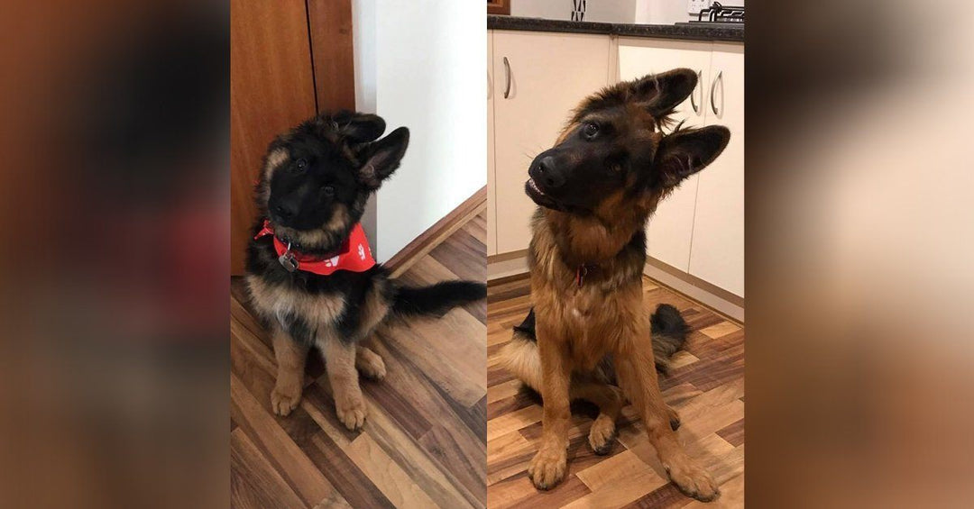 19 Before And After Photos Of German Shepherds Growing Up