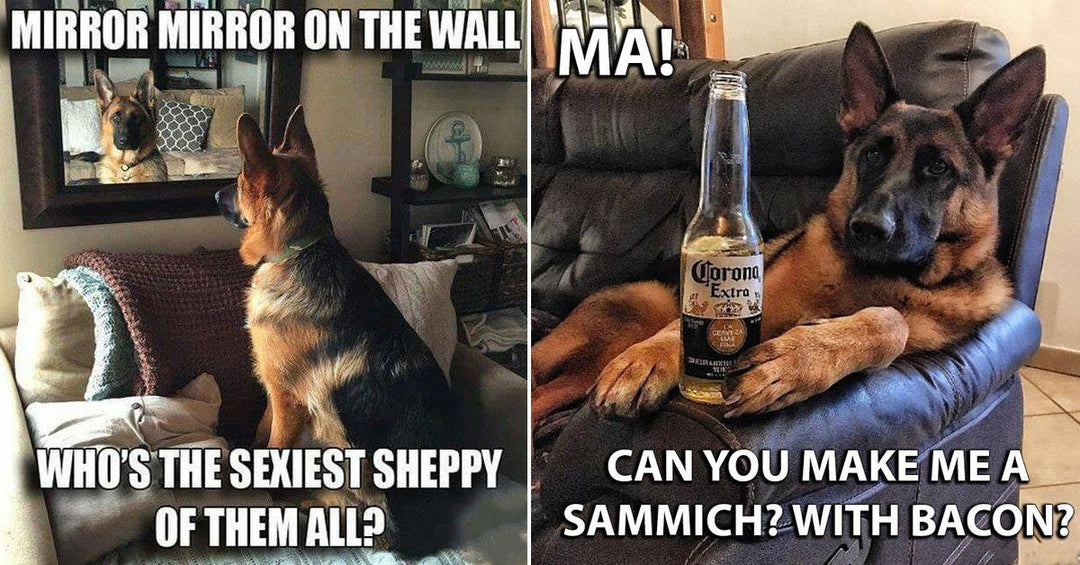 19 Goofy Memes Of German Shepherd Dogs That Will Make You Laugh All Day