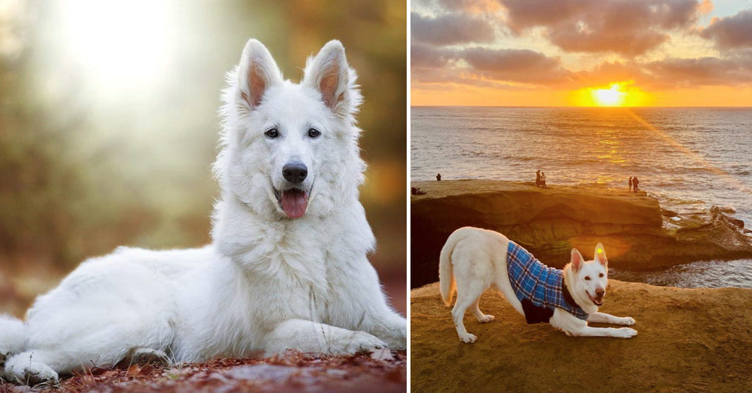 19 Of The Cutest White German Shepherds