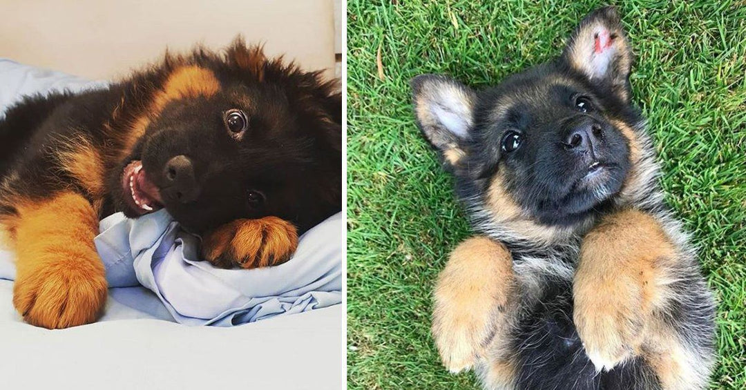 20 Baby German Shepherd For Your Viewing Pleasure