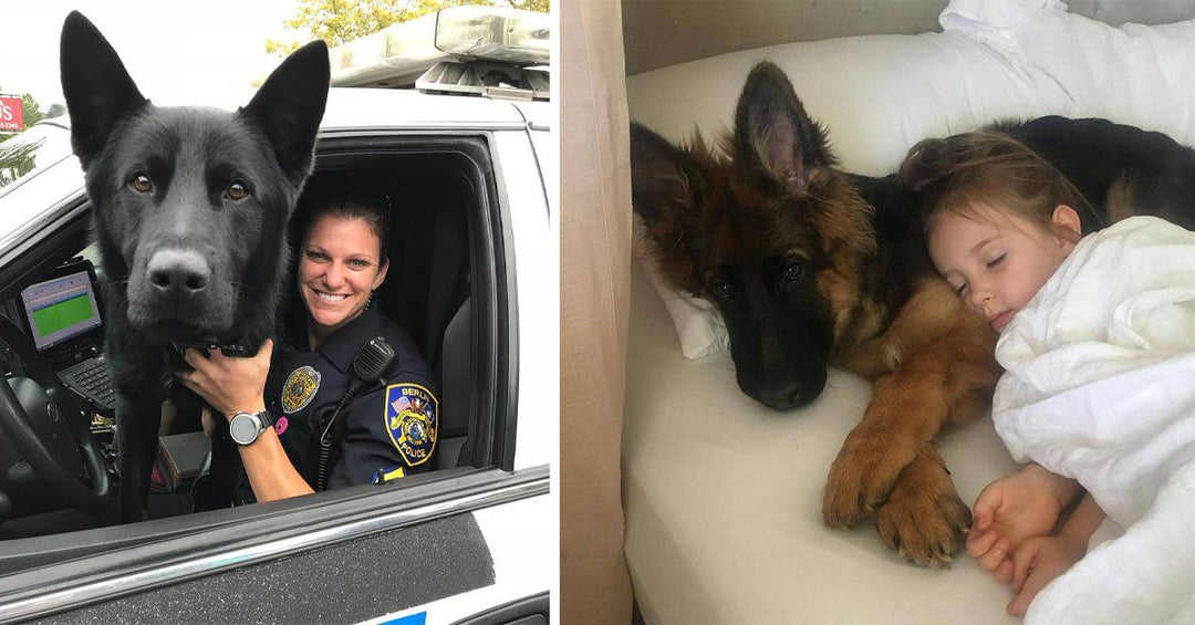 20 Times German Shepherds Proved They Are The Best Dogs Ever