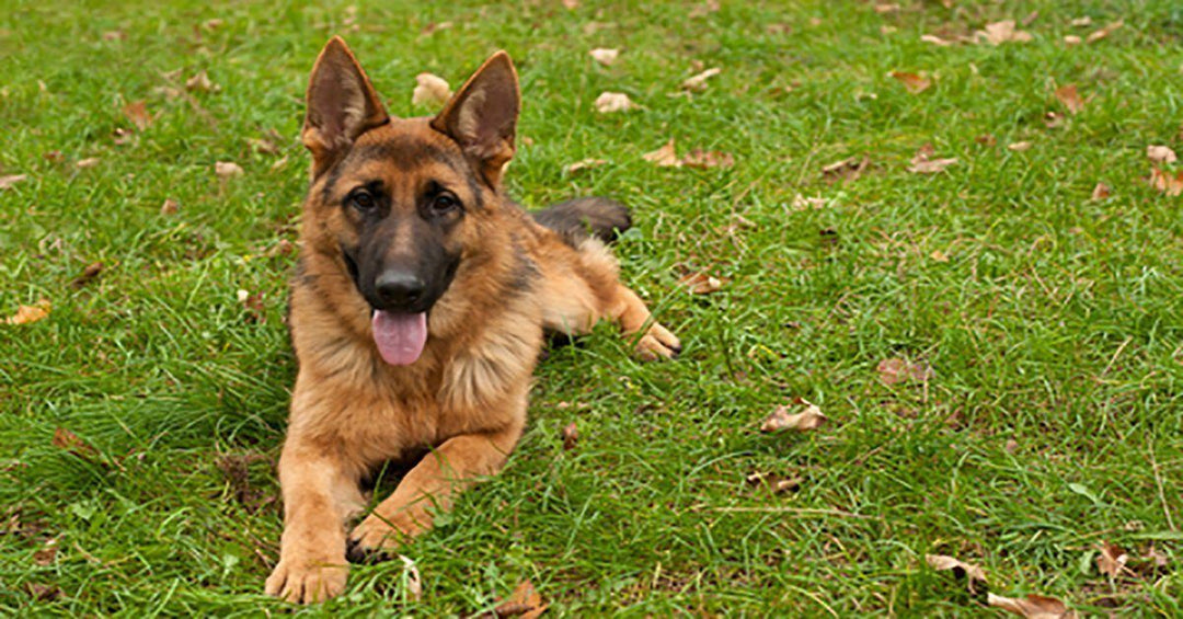 20 Tricks To Teach Your German Shepherd Dog