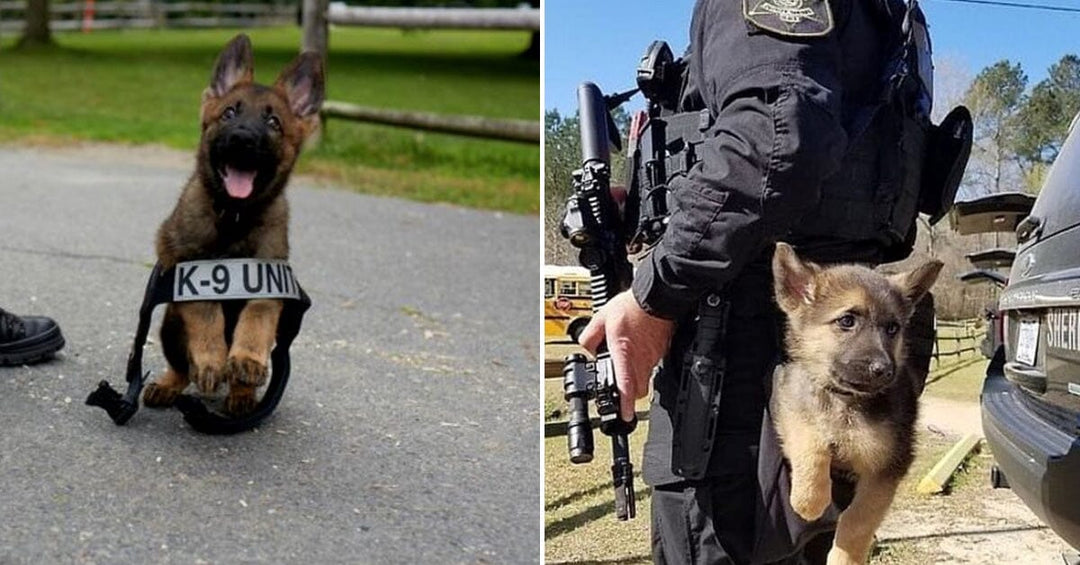 21 Entry Level K9’s So Cute You’ll Want To Be Arrested