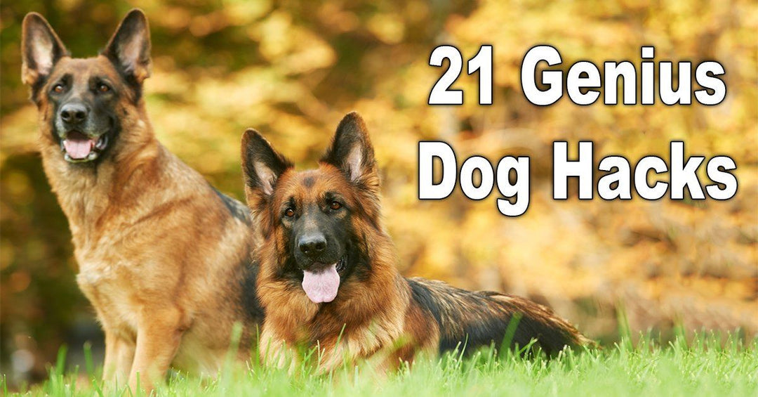 21 Genius Hacks All Dog Owners Need To Know