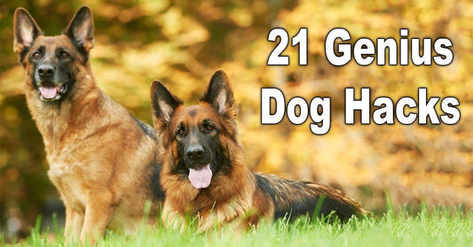 21 Genius Hacks All Dog Owners Need To Know