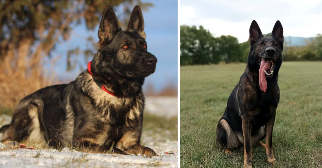 21 Gorgeous Working Line German Shepherds Dog