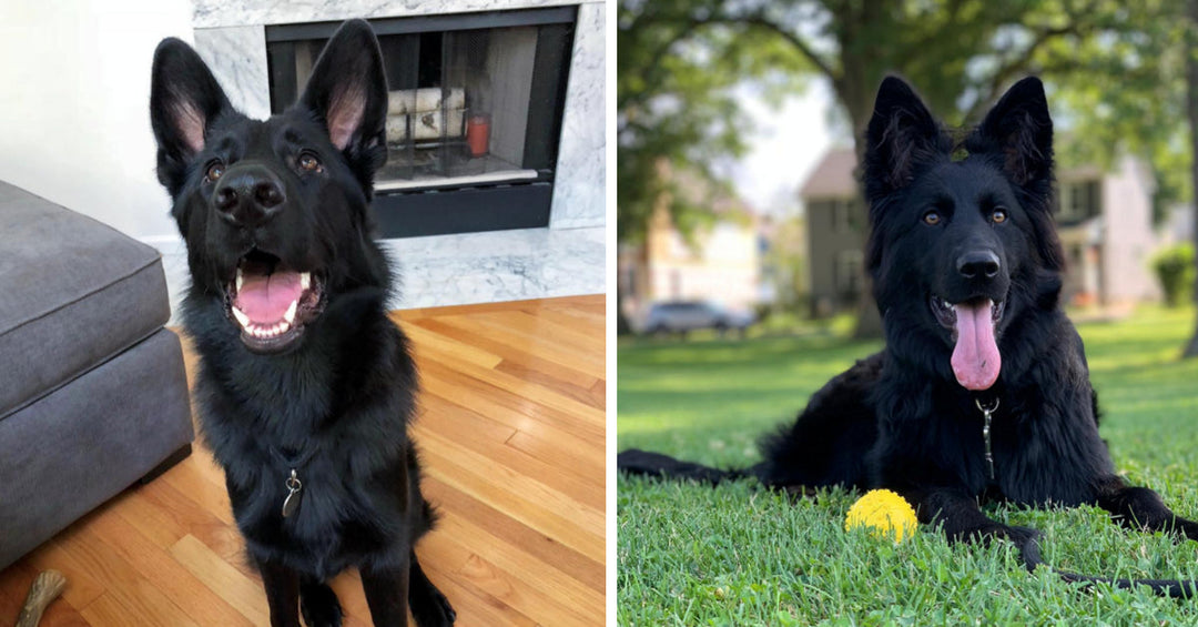 21 Of The Cutest Black German Shepherds