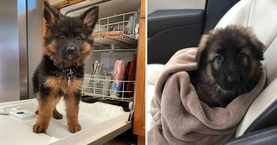 21 Of The Cutest German Shepherd Puppies, Ever