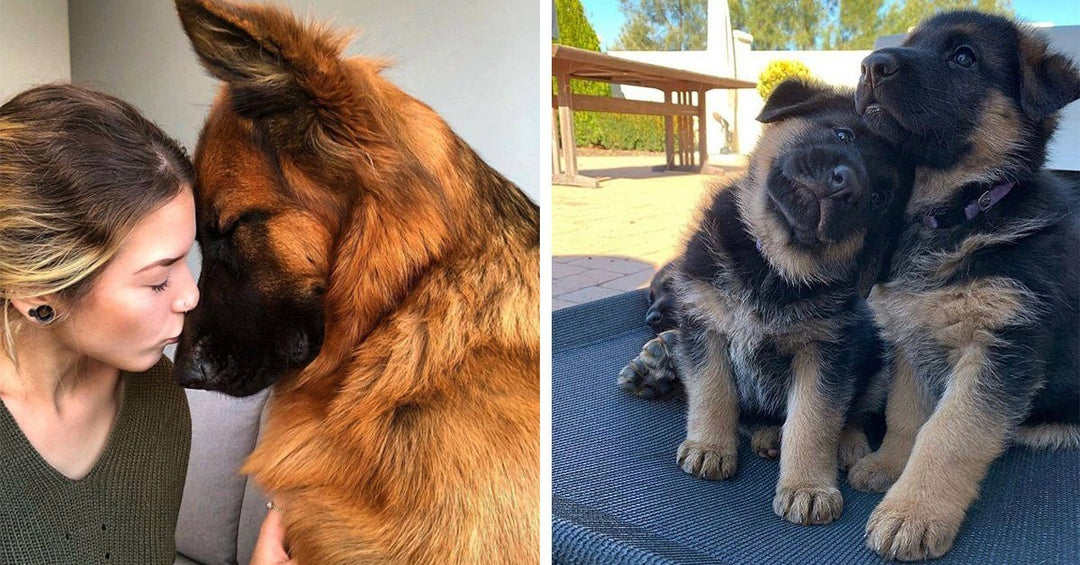 21 Photos That Prove German Shepherds Are Made of Love