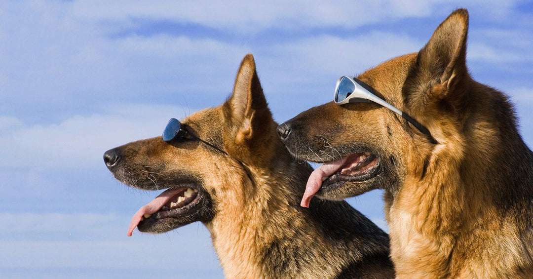 23 Things German Shepherds Would Say If They Could