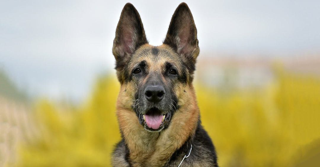 24 German Shepherd Behaviors And What It Means When Your Dog Does Them