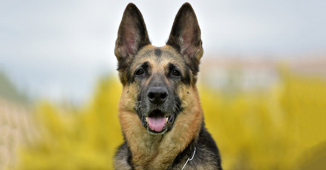 24 German Shepherd Behaviors And What It Means When Your Dog Does Them