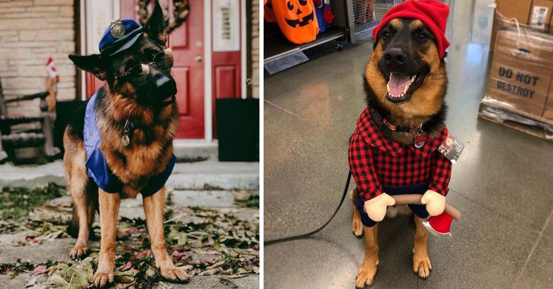 25 Of The Best German Shepherd Halloween Costumes Of 2020