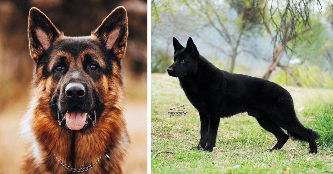 25 Photos That Show How Majestic German Shepherds Are