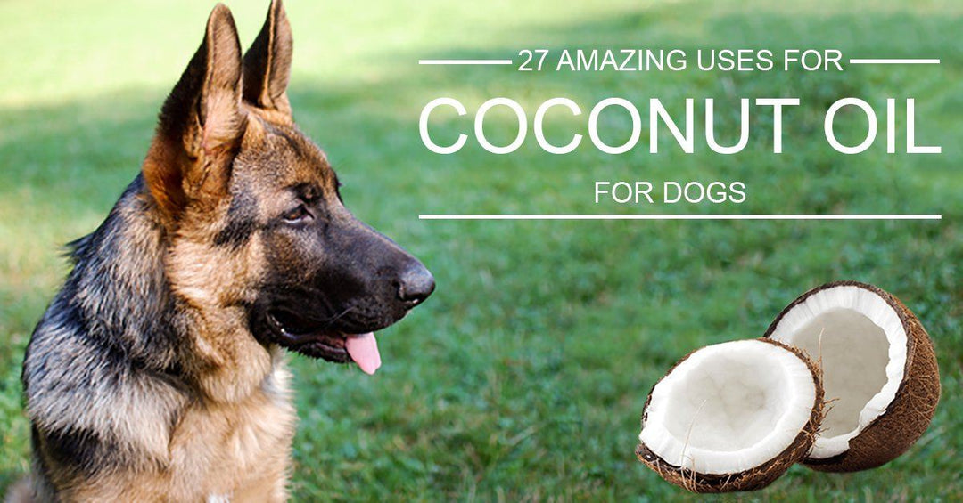 27 Amazing Uses For Coconut Oil For Dogs