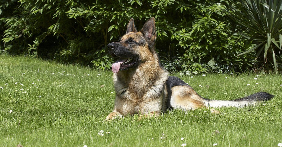 29 Essential Training Commands To Teach Your German Shepherd