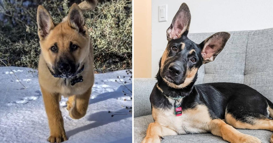 29 Of The Cutest German Shepherd Mixes On The Internet