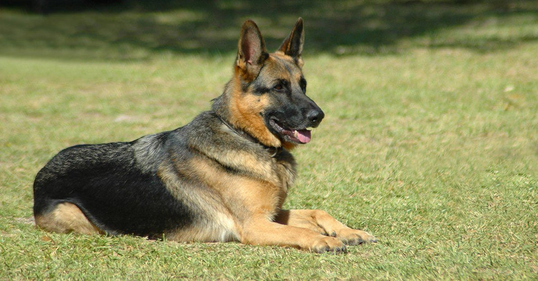 3 Important Tips For Having A Happy, Well-Behaved German Shepherd