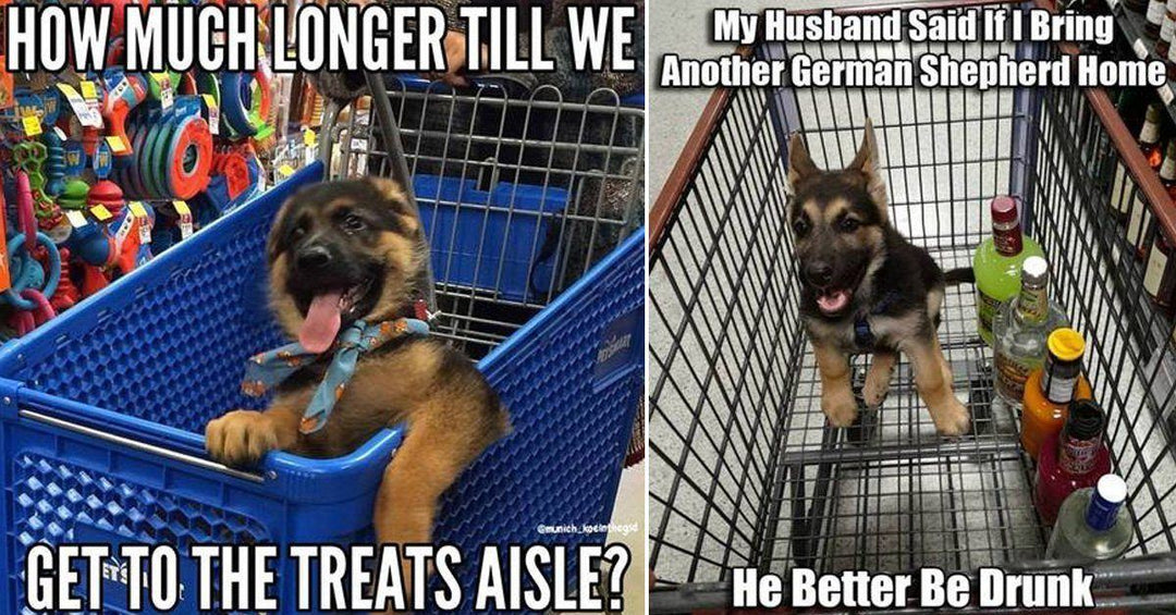 33 German Shepherd Memes That Will Make You Laugh Every Time