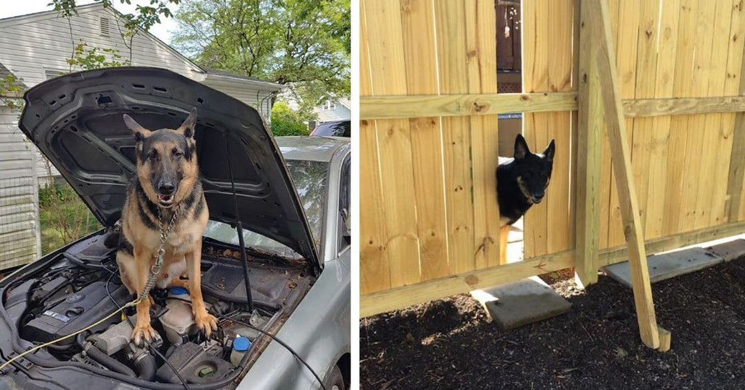 35 Stories Of Funny And Embarrassing Things German Shepherds Have Done