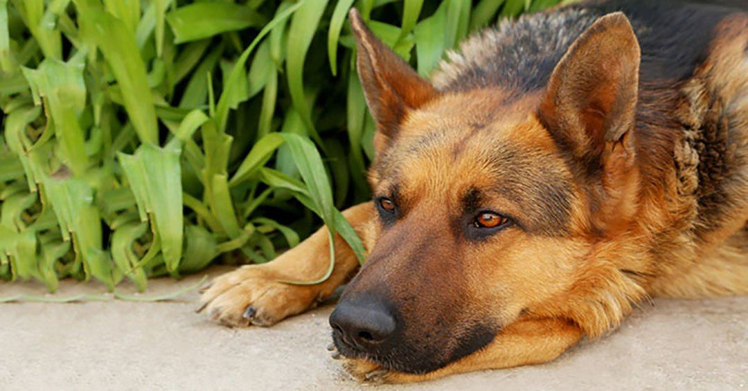 4 Reasons To NEVER Yell At Your Dog