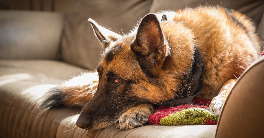 4 Steps To Raise A Calm And Relaxed Dog