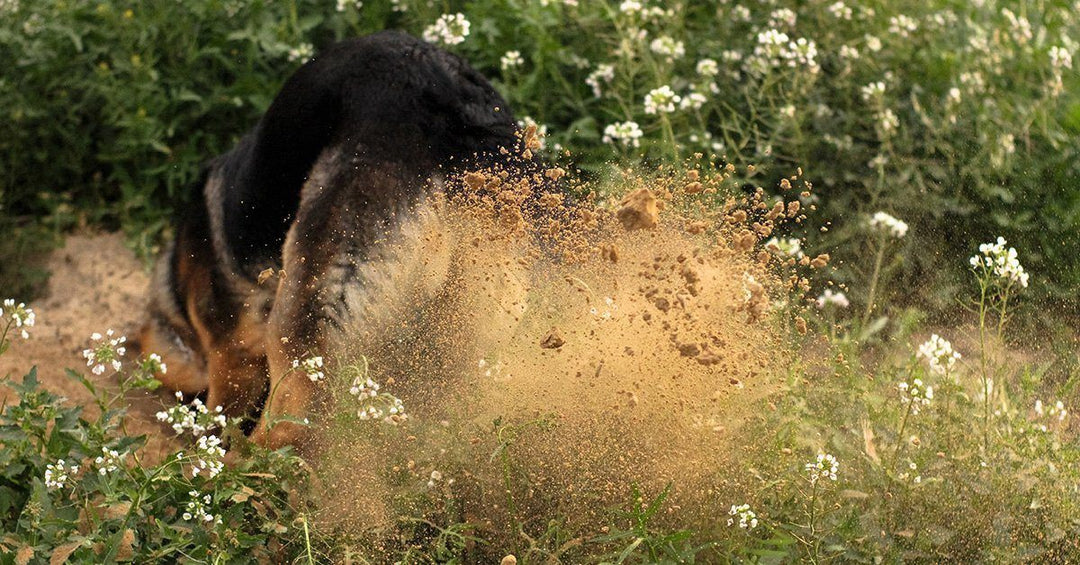 4 Tips On How To Stop A Dog From Digging