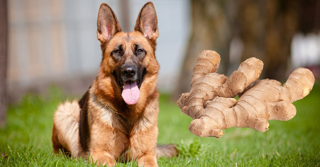 4 Ways Ginger Can Help Dogs