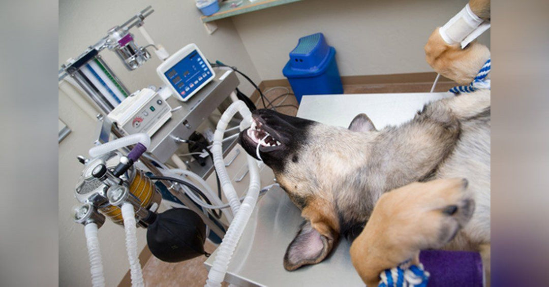 5 Critical Questions To Ask Your Vet Before Your Dog Goes Under Anesthesia