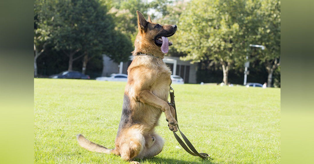 5 Effective Tips For Training Your Dog