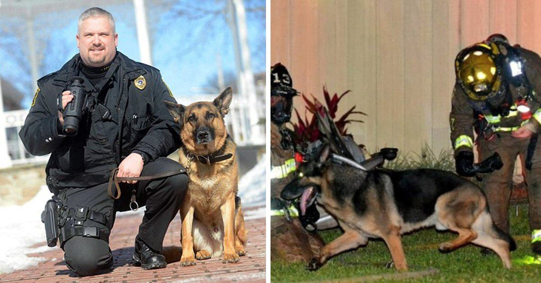 5 German Shepherd Heroes Who Lived To Tell About It