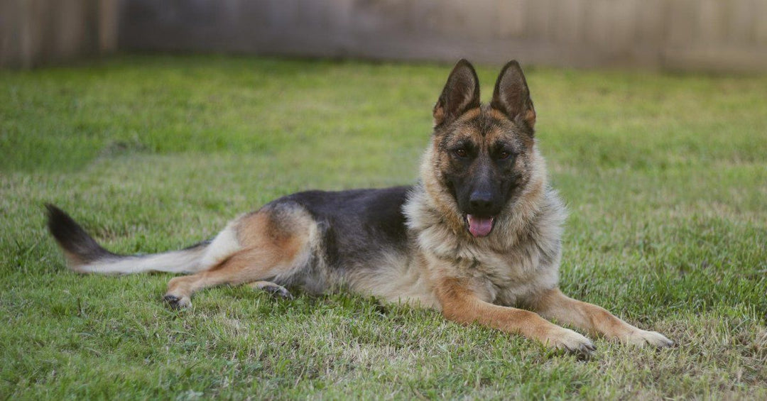 5 Grooming Tools Every German Shepherd Owner Must Have