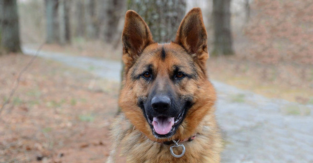 5 Reasons Why You Should Never Use A Retractable Leash On Your German Shepherd