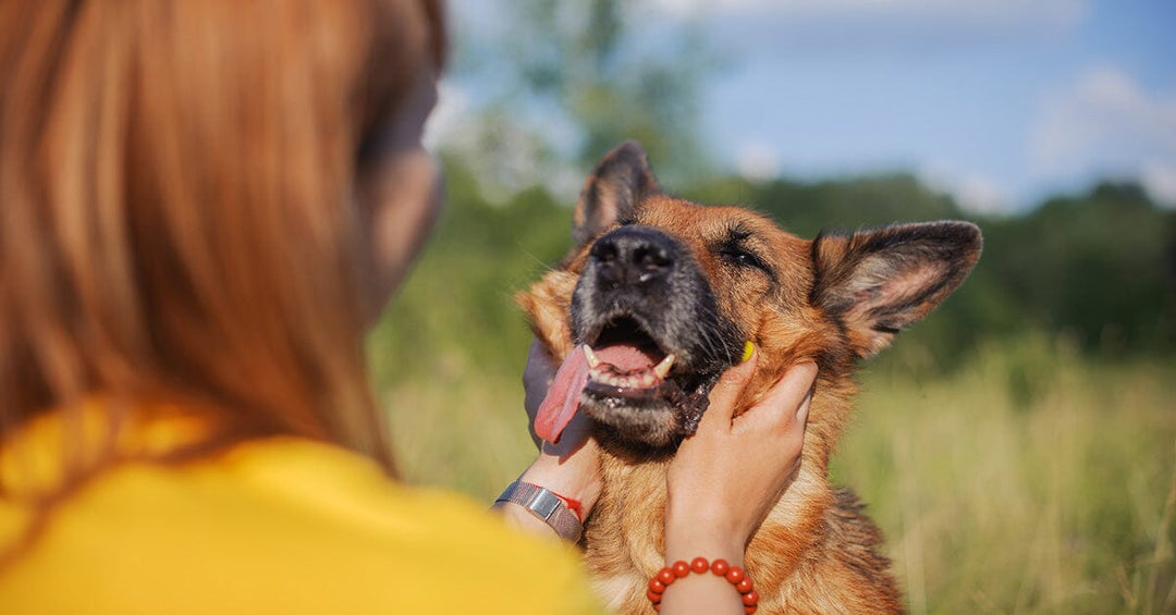 5 Strategies To Deepen Your Bond With Your German Shepherd