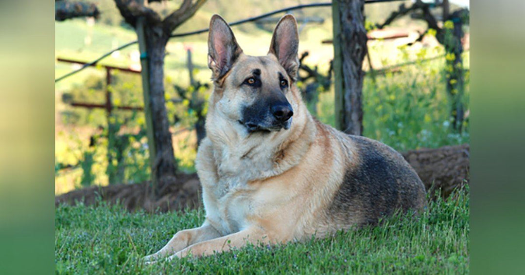 5 Surprising Reasons to Feed your Dog Red Beets