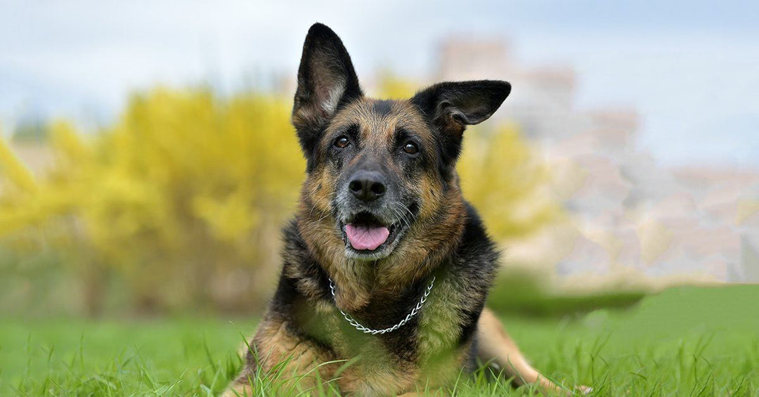 5 Things To Look At Before Adding A German Shepherd To Your Family