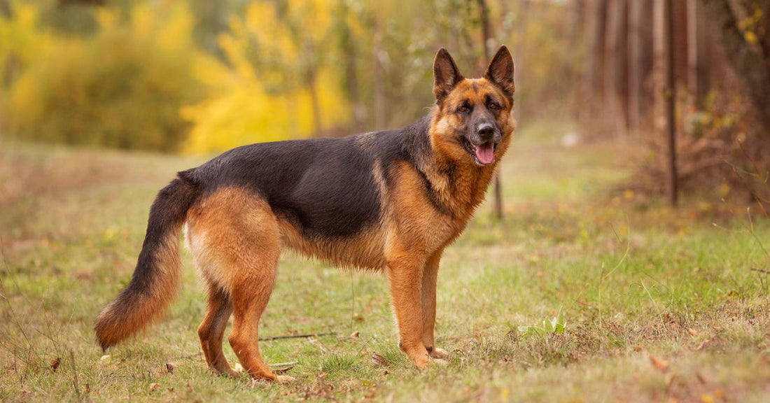 5 Things You Should Never Do To Your Dog