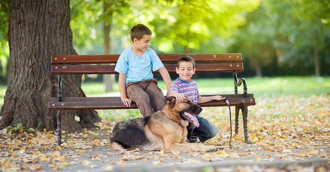 5 Tips For Socializing Your Adult Dog And Simple Ways To Keep Their Skills Sharp