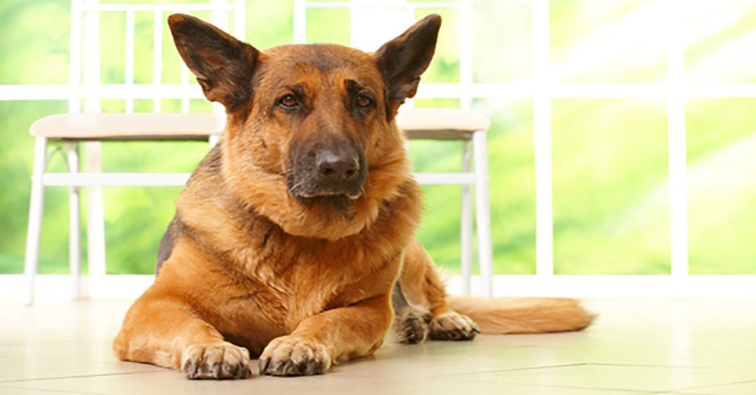 5 Vet Approved Home Remedies For German Shepherds