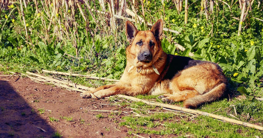 5 Ways To Fix A Muddy Yard To Say Goodbye To Those Dirty Paw Prints