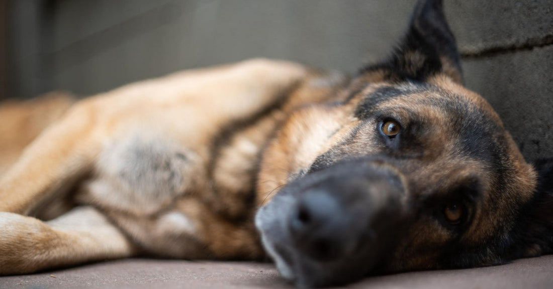 5 Ways To Help Prevent Dog Farts