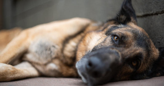5 Ways To Help Prevent Dog Farts