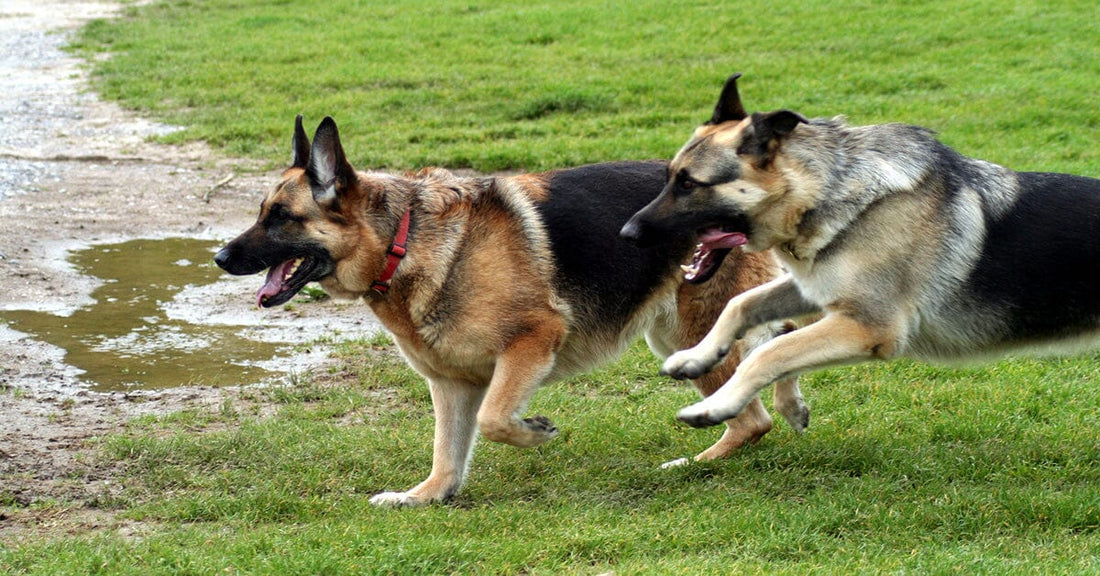 5 Ways To Tire Your Dog Out