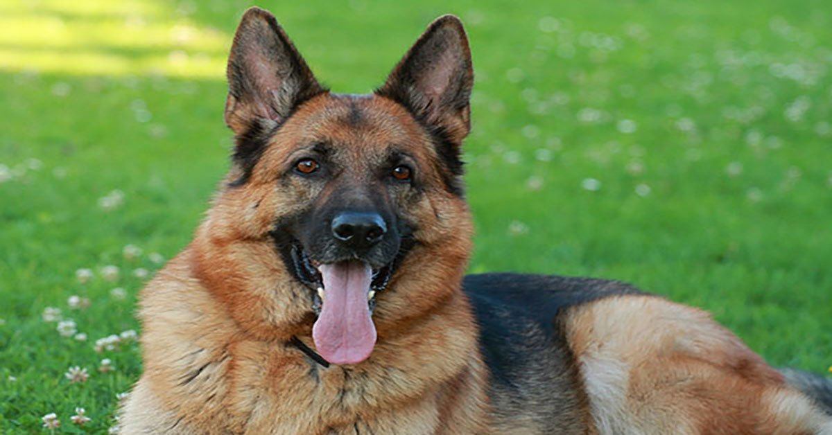 Basic Obedience Commands That Can Save Your German Shepherd's Life ...