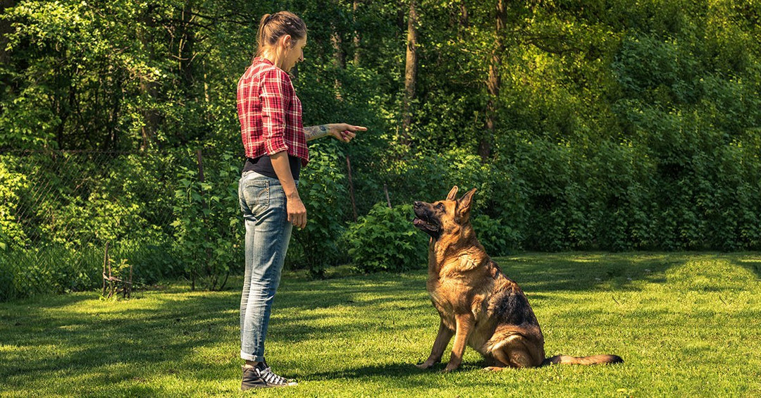 6 Common Dog Training Mistakes