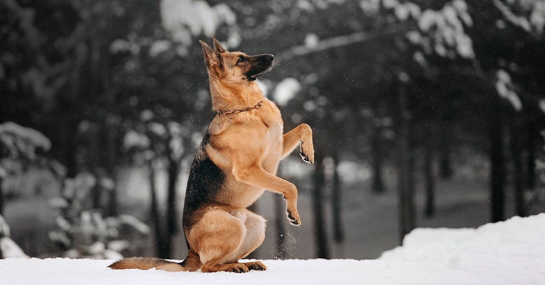 6 Cool And Easy Tricks To Teach Your Dog