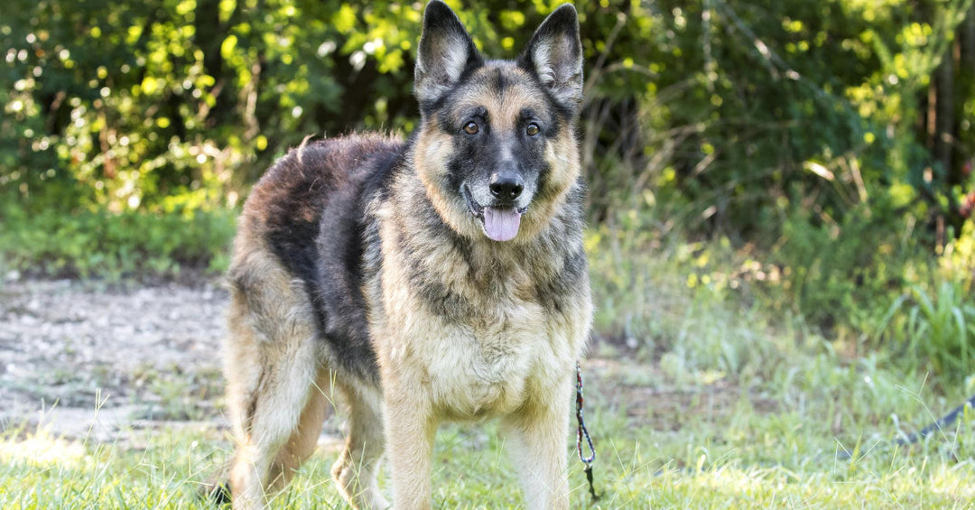 6 Secrets To Extending Your German Shepherd's Life