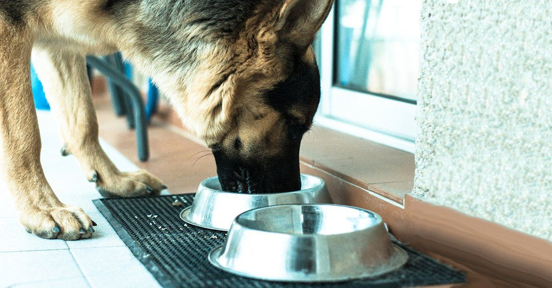 6 Super Foods That Will Help Keep Your Dog Healthy