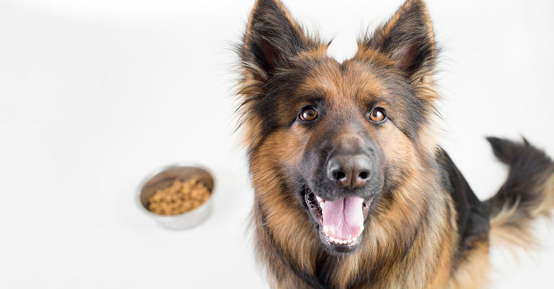 6 Super Foods That Will Keep Your Dog Healthy