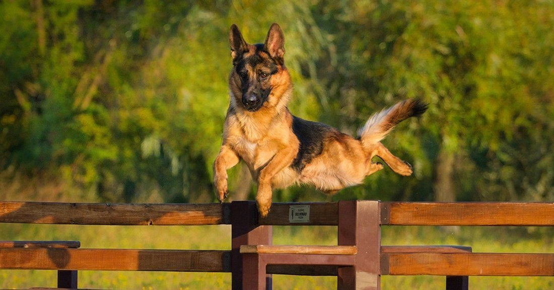 7 Commands/Words to Keep Your Dog Safe